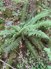 Polystichum aculeatum