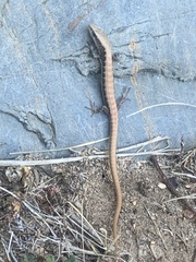 Elgaria multicarinata