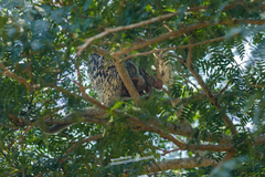Coendou longicaudatus