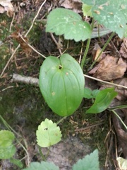Maianthemum bifolium