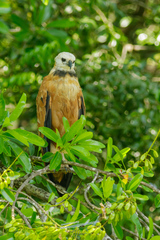 Busarellus nigricollis