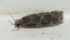 Hydroptilidae