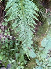Polystichum aculeatum