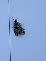 Eudonia heterosalis