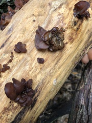 Phaeotremella fimbriata