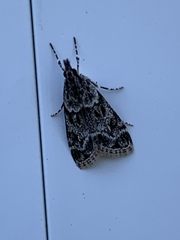Eudonia heterosalis