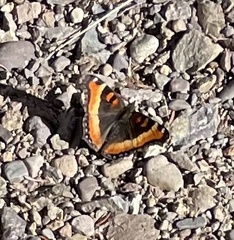 Aglais milberti
