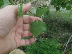 Populus fremontii