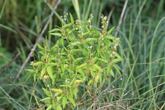 Croton bonplandianus