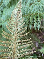 Polystichum aculeatum