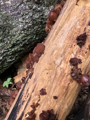 Phaeotremella fimbriata