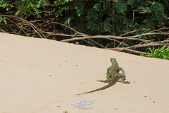 Iguana iguana iguana