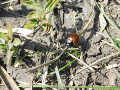 Aegithus clavicornis