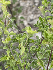 Lippia palmeri