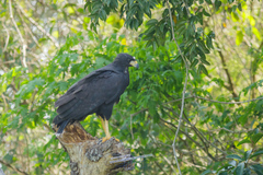 Buteogallus urubitinga