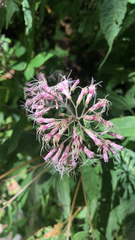 Eutrochium purpureum