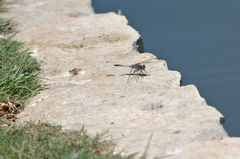 Orthetrum cancellatum