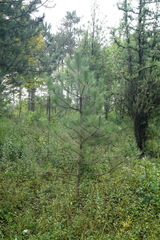Pinus nigra pallasiana