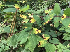 Apocynum androsaemifolium