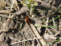 Aegithus clavicornis