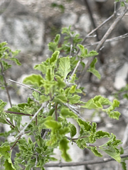 Lippia palmeri