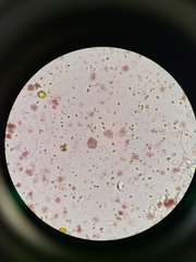 Lamprocystis