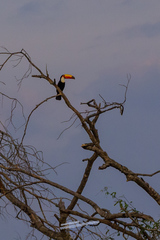 Ramphastos toco