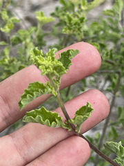Lippia palmeri
