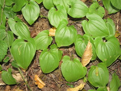 Maianthemum bifolium