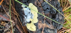 Fuligo septica