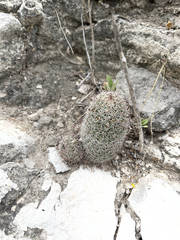 Mammillaria dioica