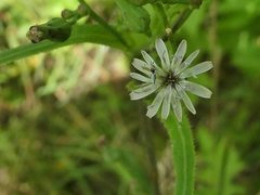 Lactuca biennis