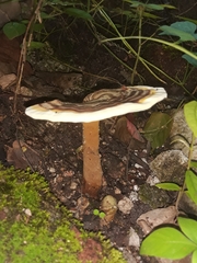 Basidiomycota