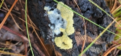 Fuligo septica