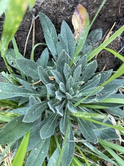 Boechera retrofracta