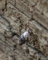 Formicidae