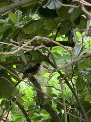 Turdus olivaceus olivaceus