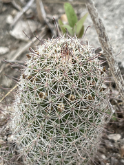 Mammillaria dioica