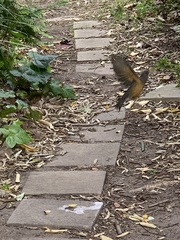 Turdus olivaceus olivaceus