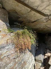 Asplenium septentrionale