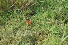 Danaus chrysippus chrysippus