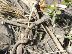 Aegithus clavicornis