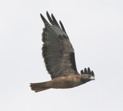 Buteo jamaicensis calurus