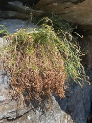 Asplenium septentrionale