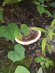 Basidiomycota
