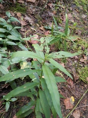 Lysimachia thyrsiflora