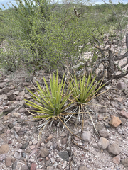 Agave datylio