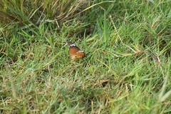 Danaus chrysippus chrysippus