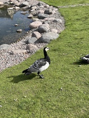 Branta leucopsis