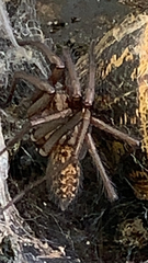 Eratigena duellica